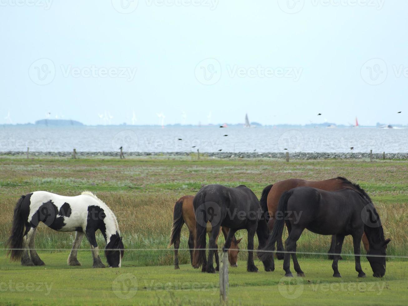 the island of Juist photo