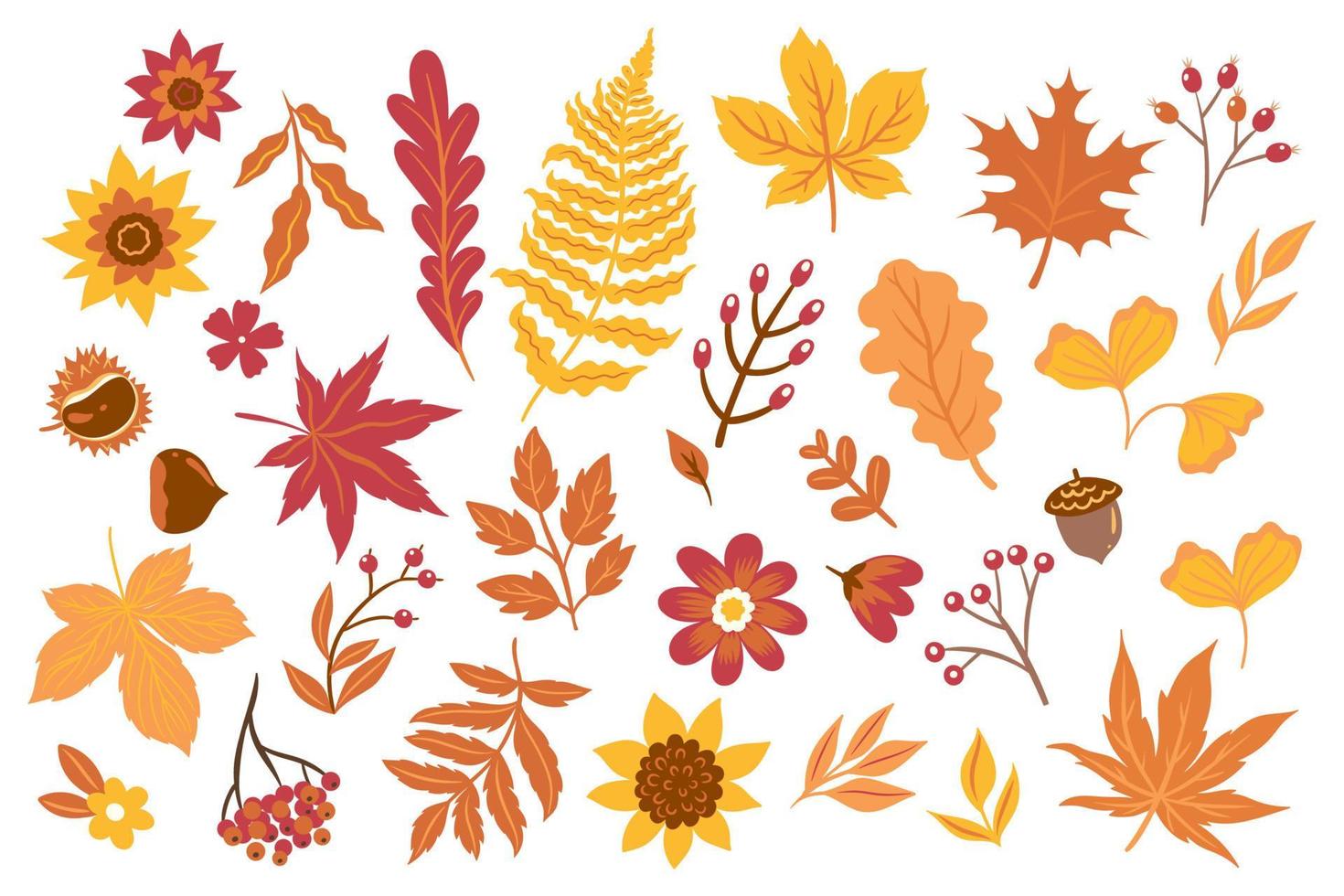 hojas de otoño, flores, bayas aisladas sobre fondo blanco. gráficos vectoriales vector