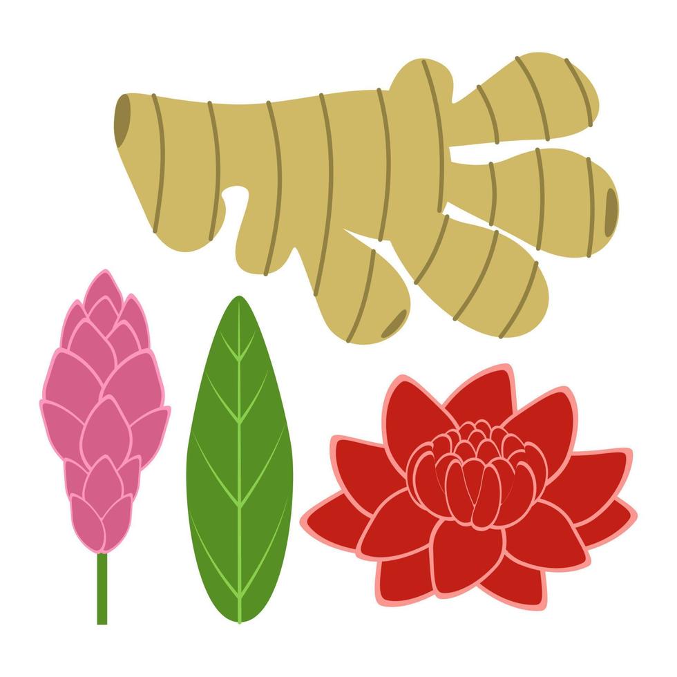 Ginger Root, Flower and Leaf vector