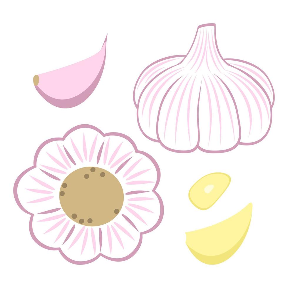 Garlic Head, Garlic Clove and Peeled Slice vector