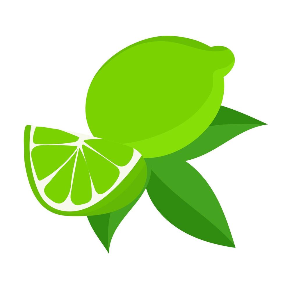 ilustración botánica vectorial de la fruta de lima con hojas verdes aisladas en fondo blanco. vector