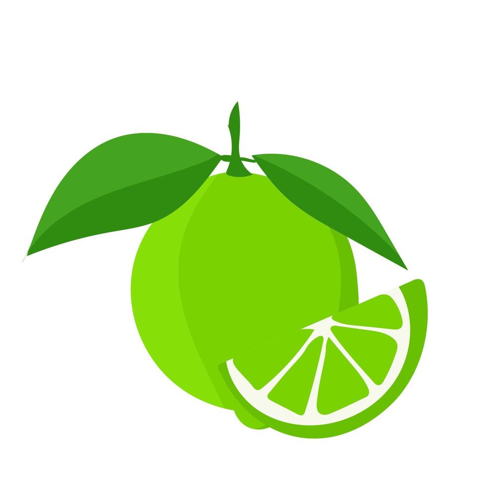 Vector botanical illustration of lime fruit with green leaves isolated on white background.