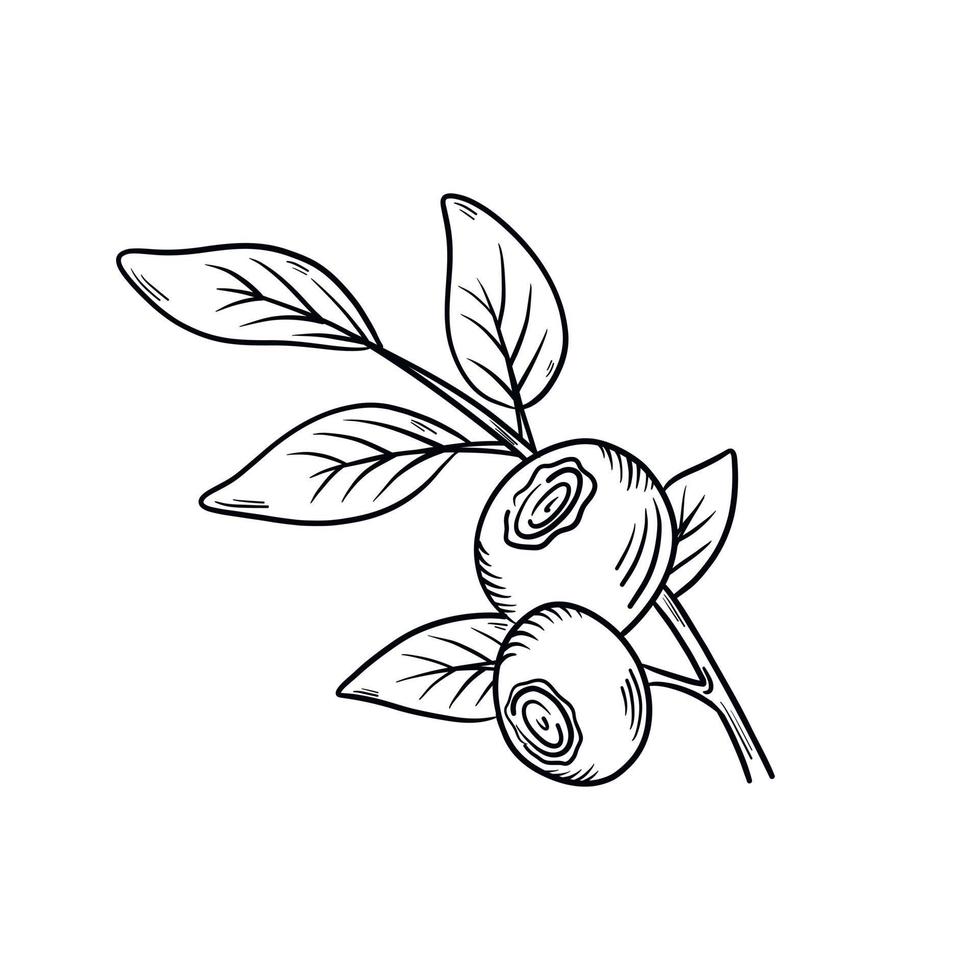 arándanos bayas de arándanos con manantiales de hojas en estilo dibujado a mano. un boceto de línea negra de una colección de bayas sobre un fondo blanco. ilustración botánica vectorial, elementos aislados únicos vector