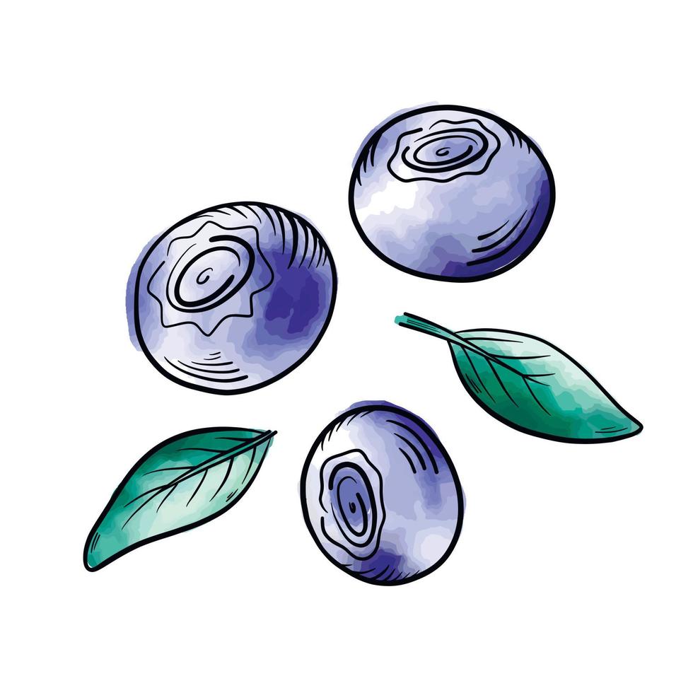 Vector watercolor Blueberries. Blueberry berries with twigs of leaves in a hand-drawn style. A black line sketch of a collection of berries on a white background. Vector botanical illustration