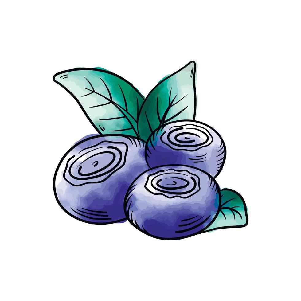 Vector watercolor Blueberries. Blueberry berries with twigs of leaves in a hand-drawn style. A black line sketch of a collection of berries on a white background. Vector botanical illustration