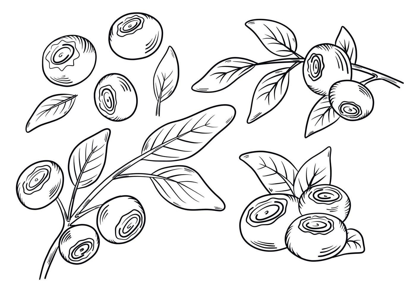 Blueberries. Blueberry berries with springs of leaves in hand-drawn style. A black line sketch of a collection of berries on a white background. Vector botanical illustration, single isolated elements