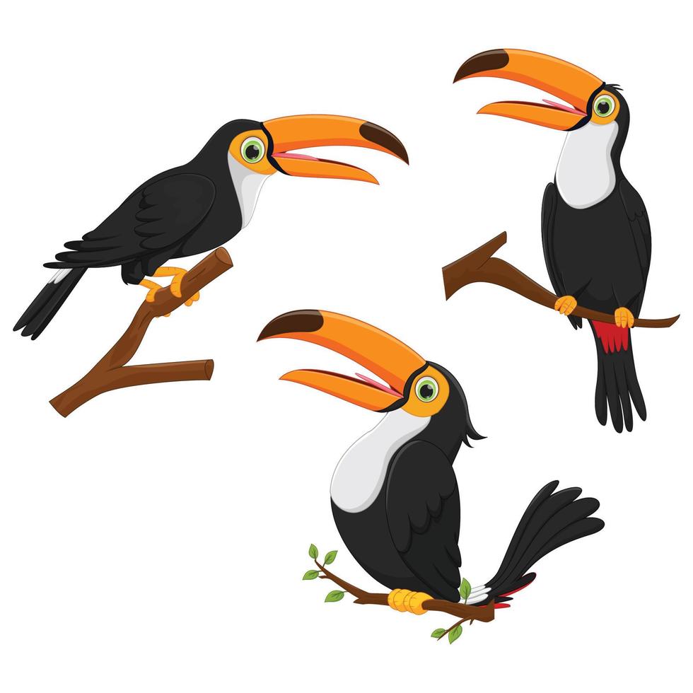 lindo conjunto de dibujos animados de aves tucán. ilustración vectorial vector