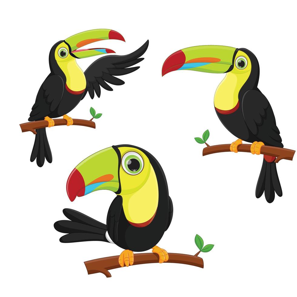 lindo conjunto de dibujos animados de aves tucán. ilustración vectorial vector