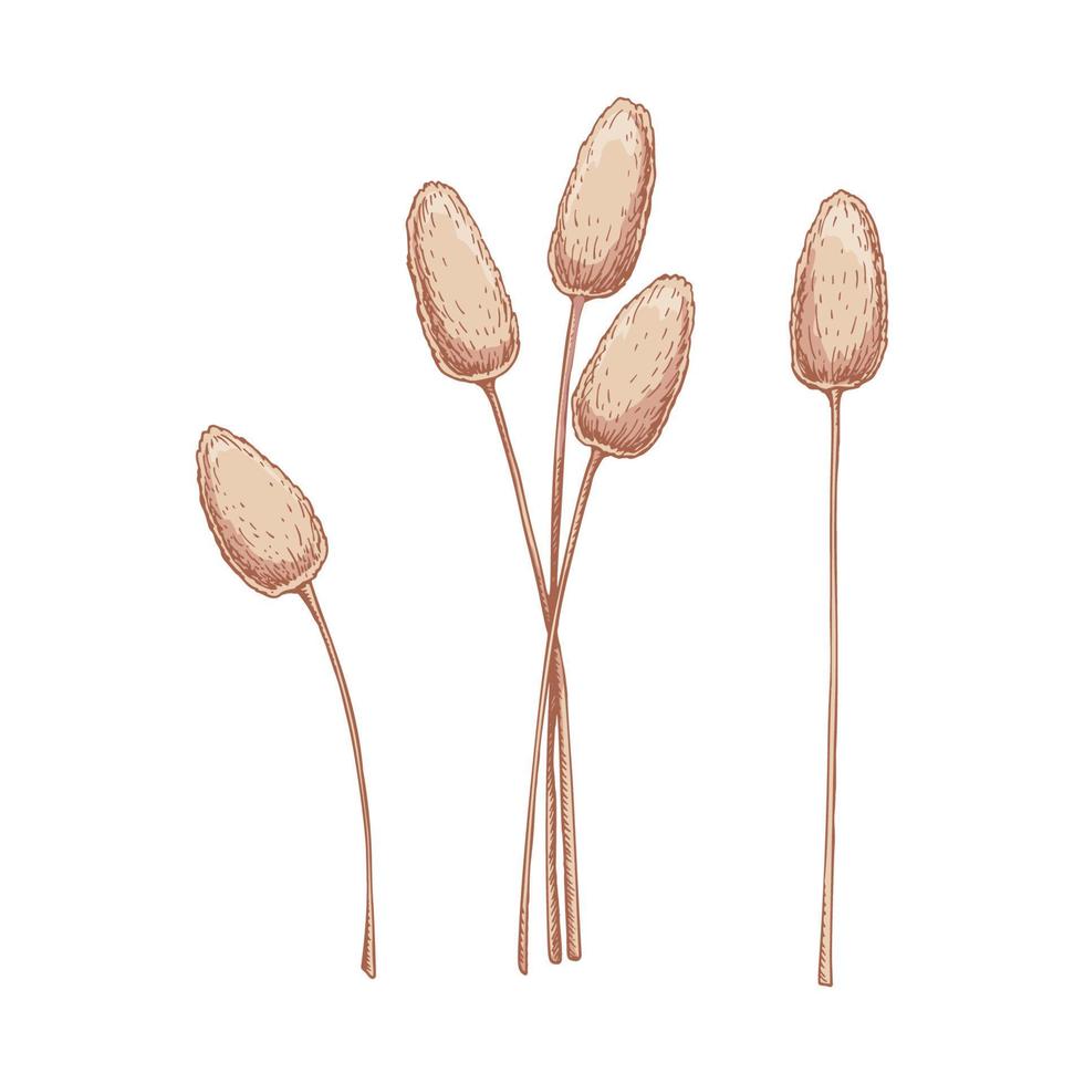 Set of hand drawn bunny tail grass isolated on white background. Vector illustration in sketch style