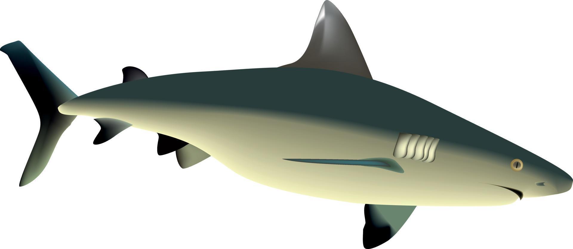 Swimming Huge Shark vector