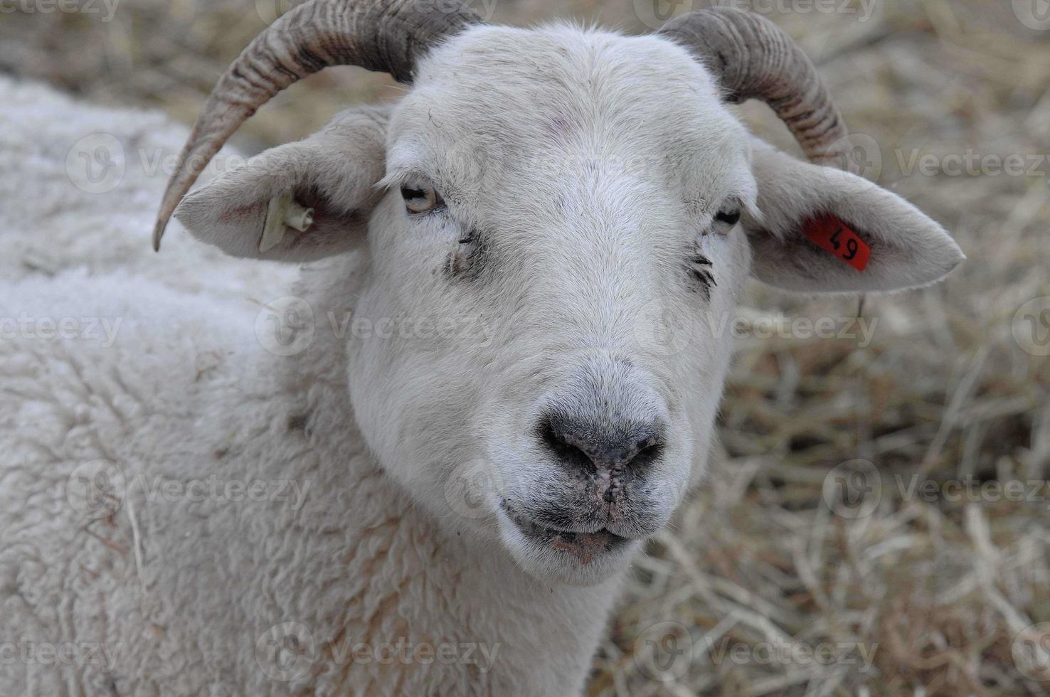 sheeps in the winter photo