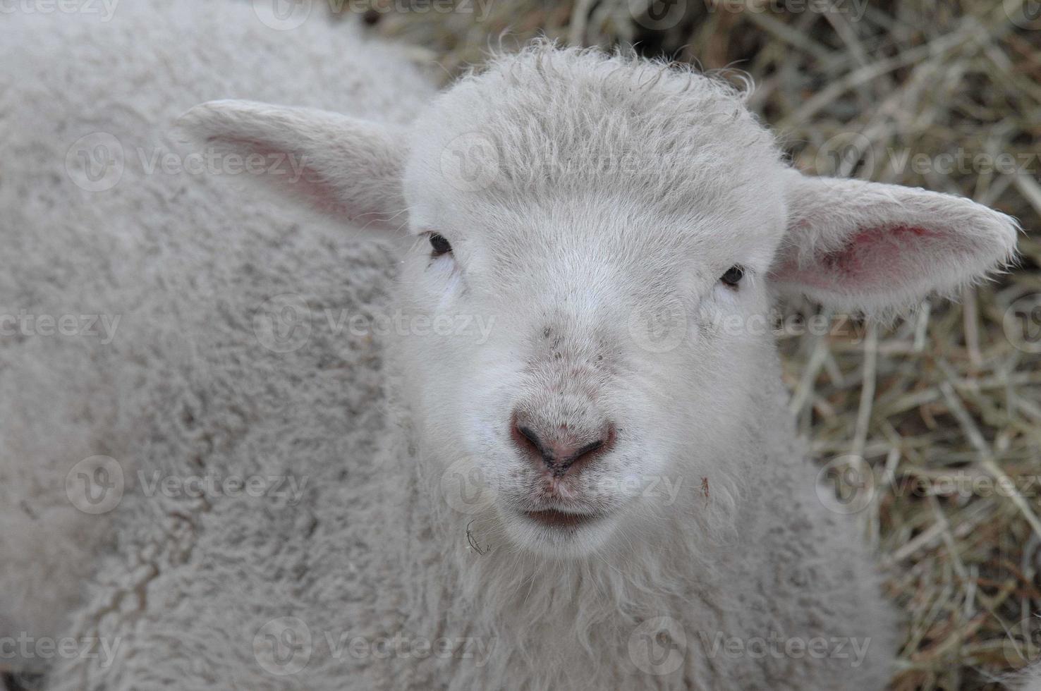 sheeps in the winter photo