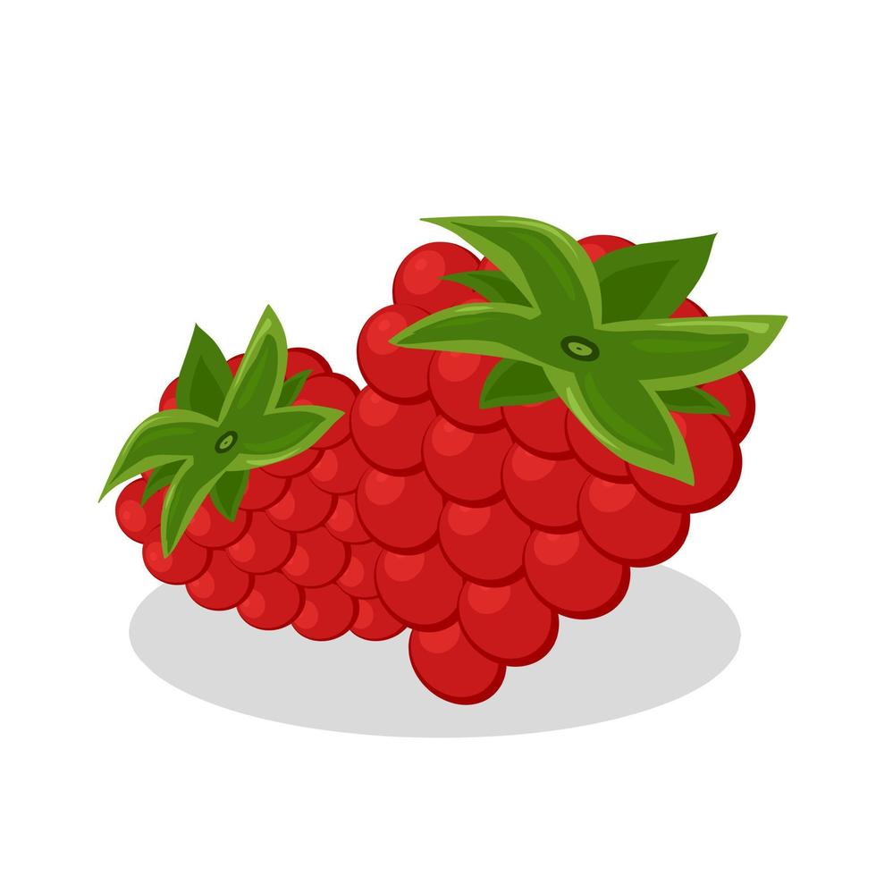 Raspberry fruit illustration image.Raspberry fruit icon.Fruits vector