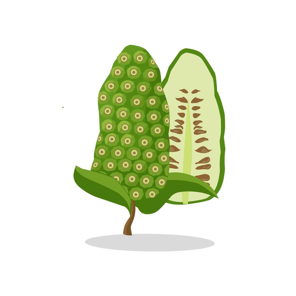 imagen de ilustración de fruta de noni. icono de fruta de noni, fruta vector