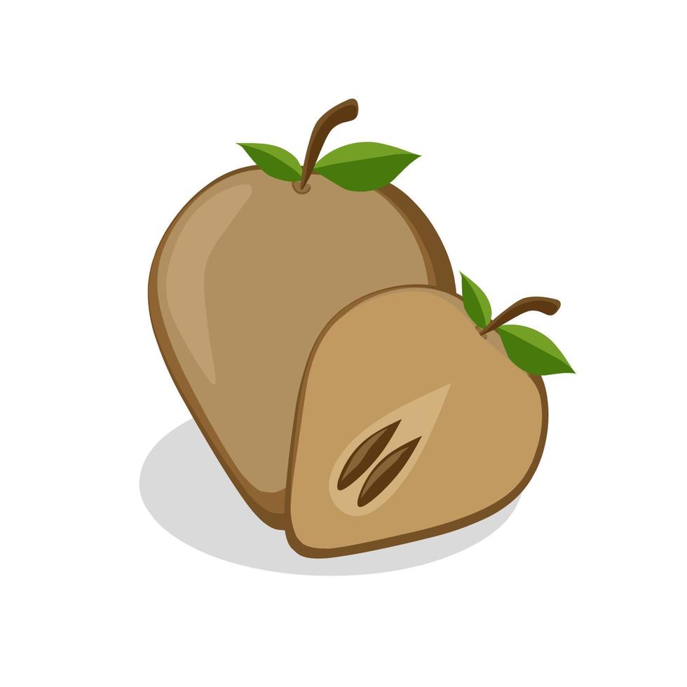 Sapodilla fruit illustration. Sapodilla fruit icon. Fruits vector