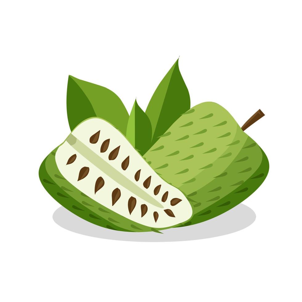 Soursop fruit illustration. Soursop fruit icon. Fruits vector