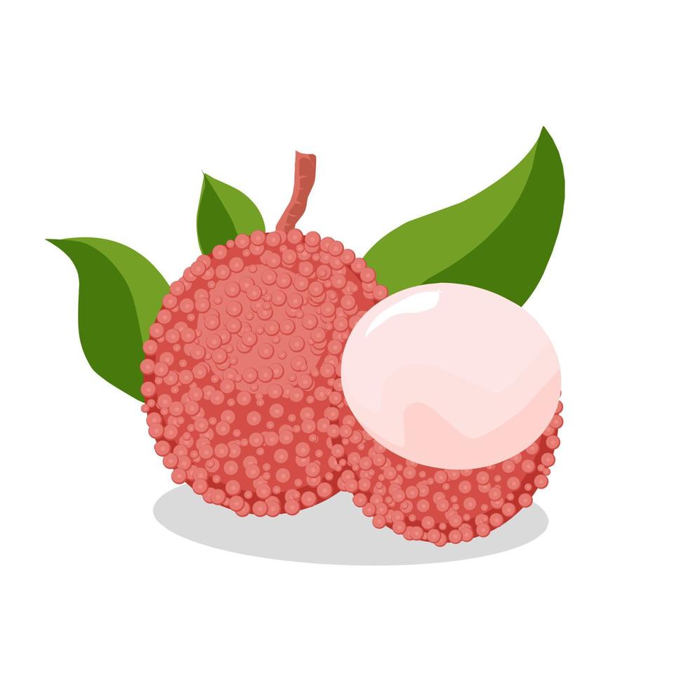 Illustration of lychee fruit. Lychee fruit icon, fruits vector