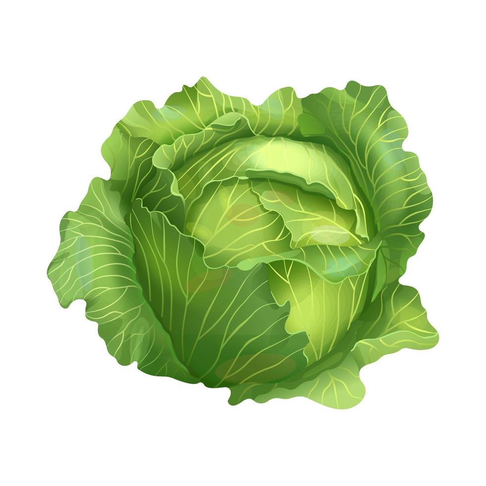 Head of cabbage. Vector illustration realistic isolated