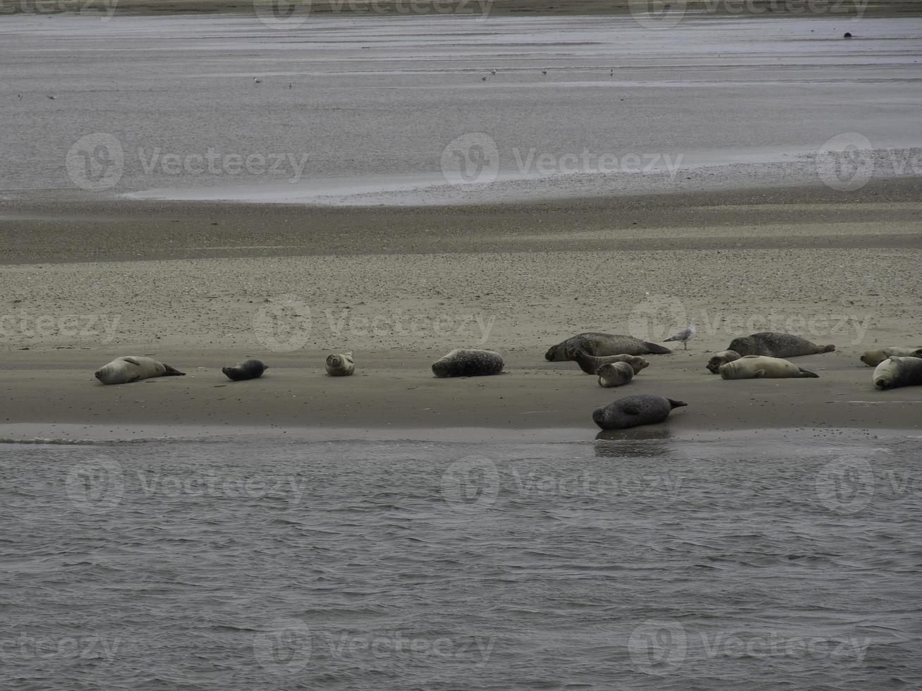 The beach of Baltrum photo