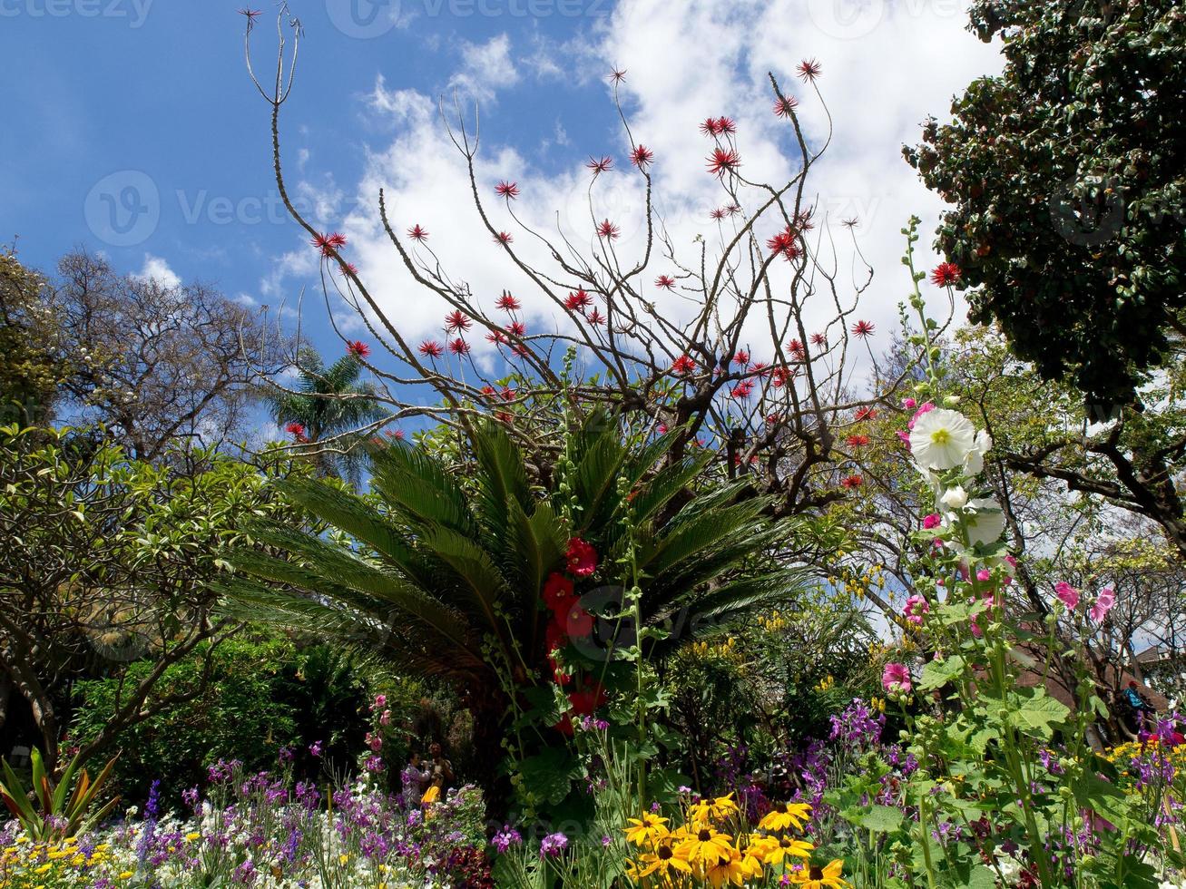 funchal and the island madeira photo