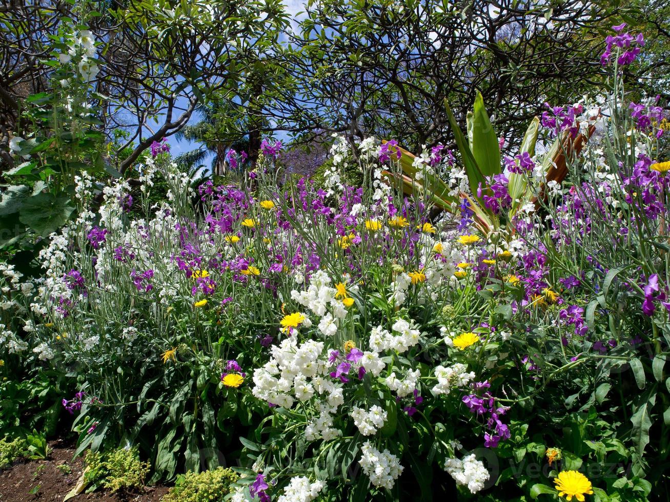 funchal and the island madeira photo