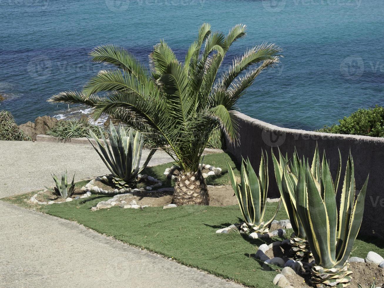 the island corsica photo