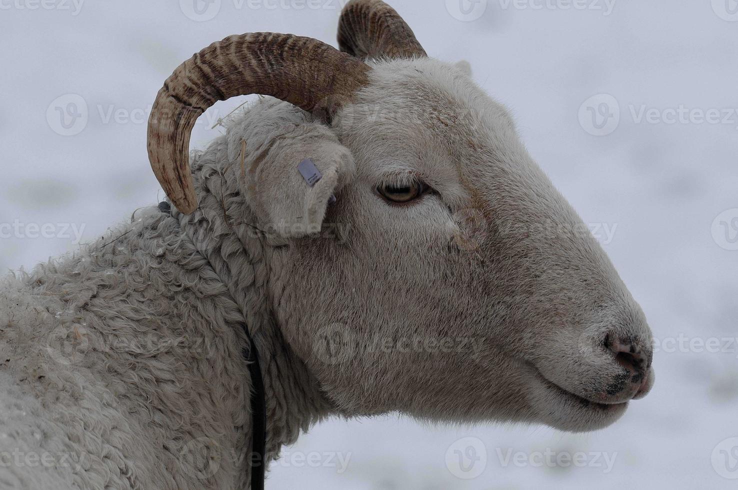 sheeps in the winter photo