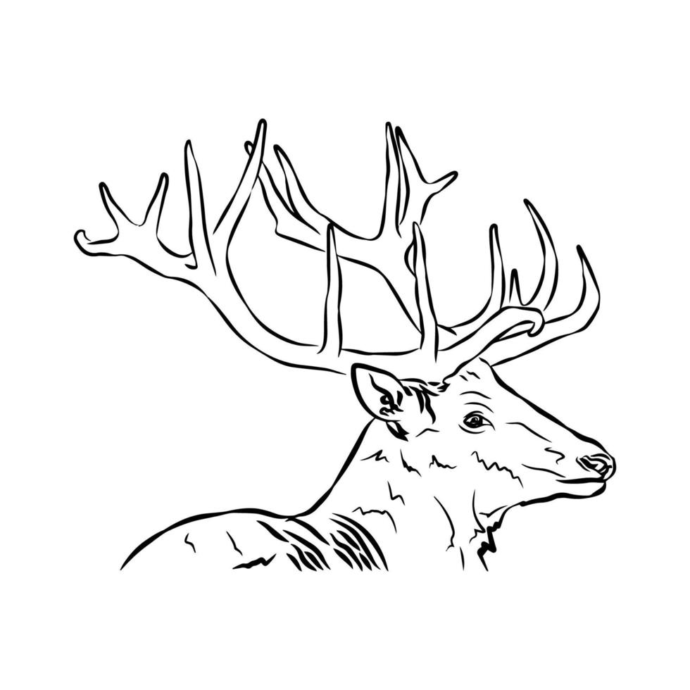 Very beautiful deer painting. vector