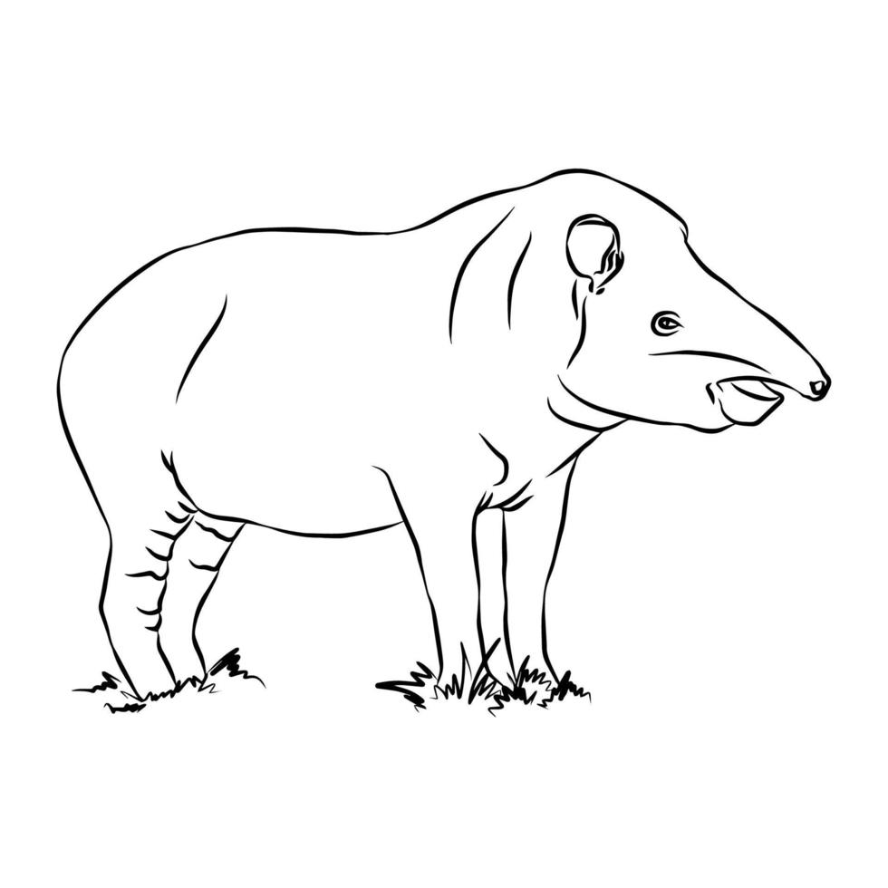 la pintura del tapir de montaña es muy hermosa. vector