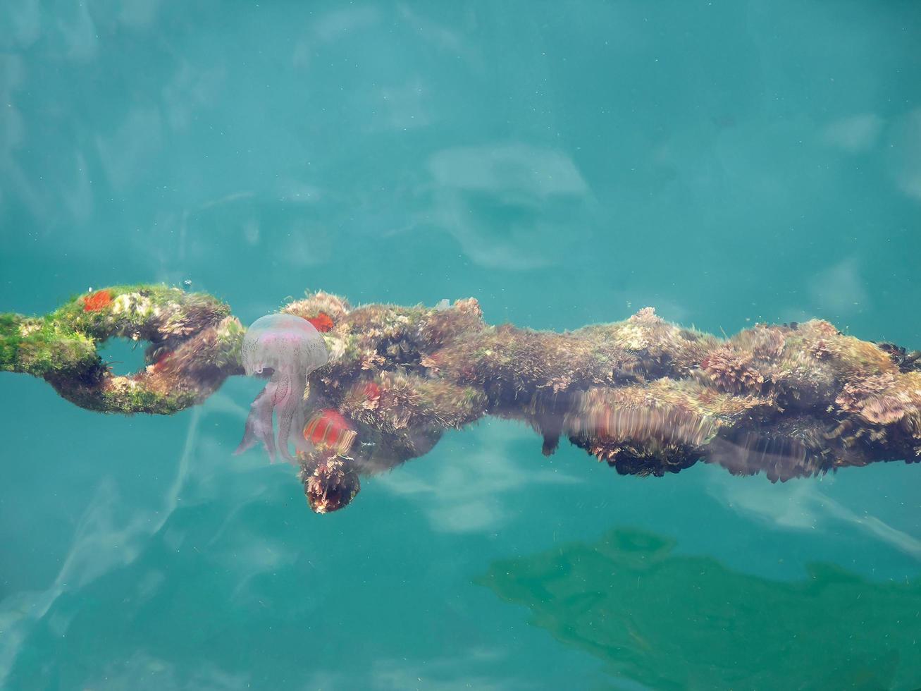 Crystal clrear mar color verde esmeralda con diminutas medusas en el golfo de nápoles, italia foto