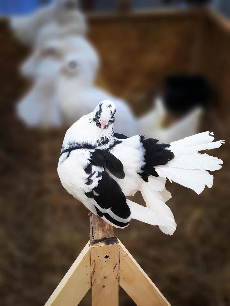 close up a single two tone black and white color pigeon perching on the wood with blurry background photo