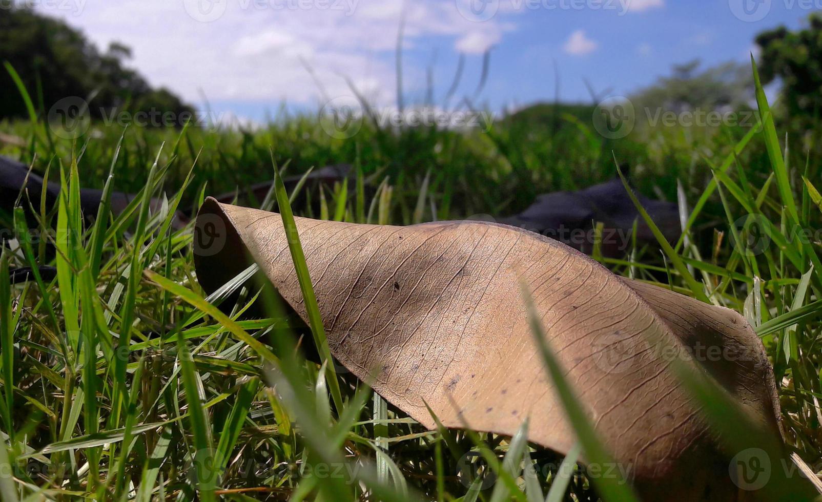 Close up of Dry leaves brown color on the grass in the park under the blue sky photo