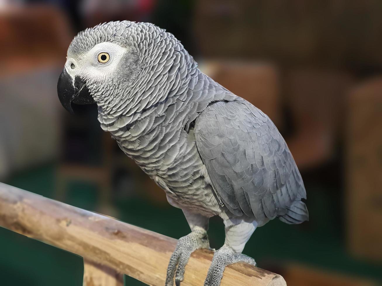 close up a single beautiful african grey parrot perching on the tree branch, blurry background, focus on foreground photo