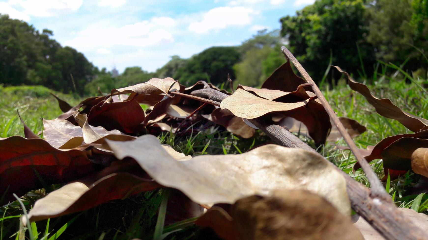 Close up of Dry leaves brown color on the grass in the park under the blue sky photo