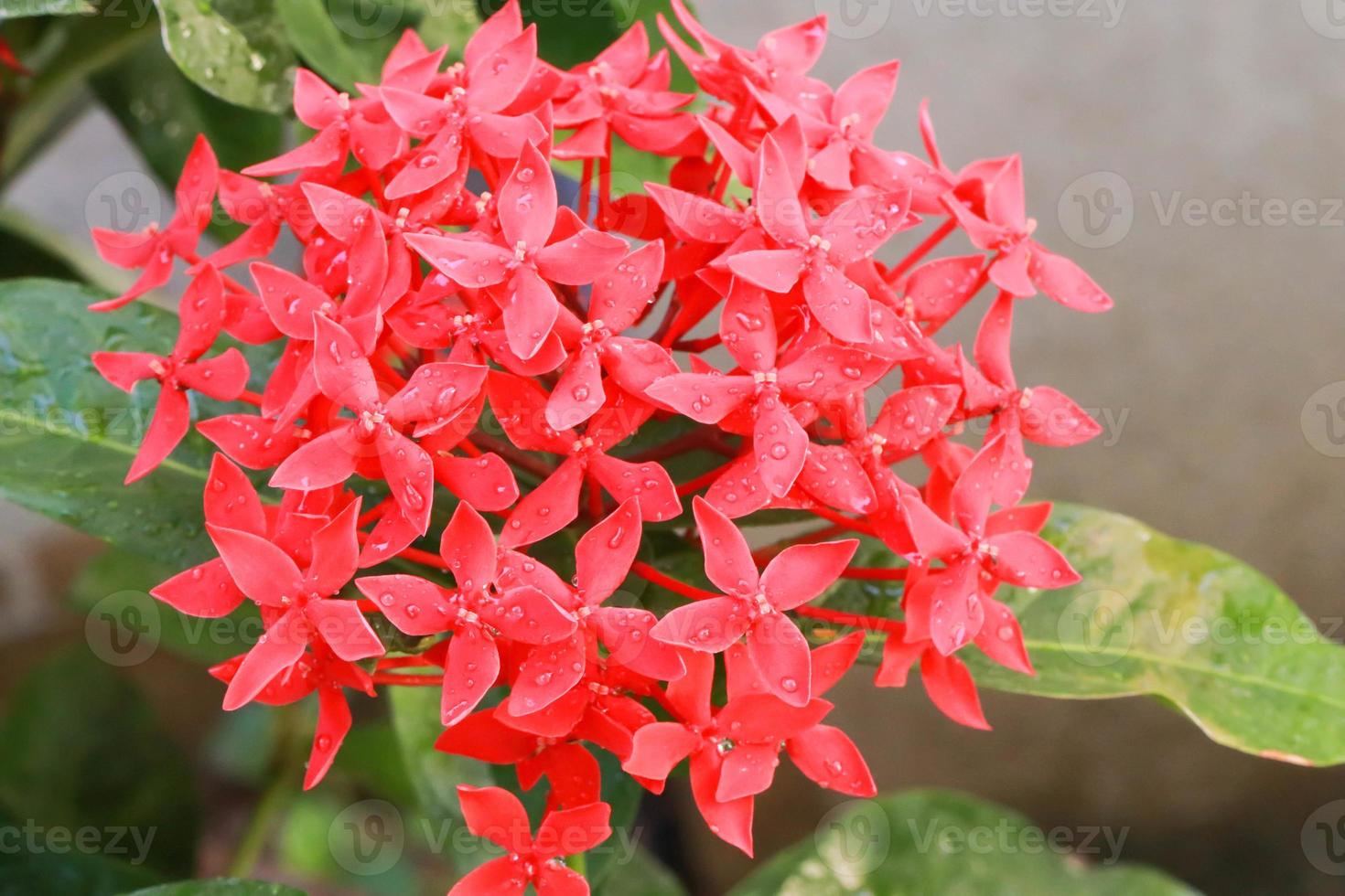 hermosa flor de espiga roja ixora que florece en el jardín 9199289 Foto de  stock en Vecteezy