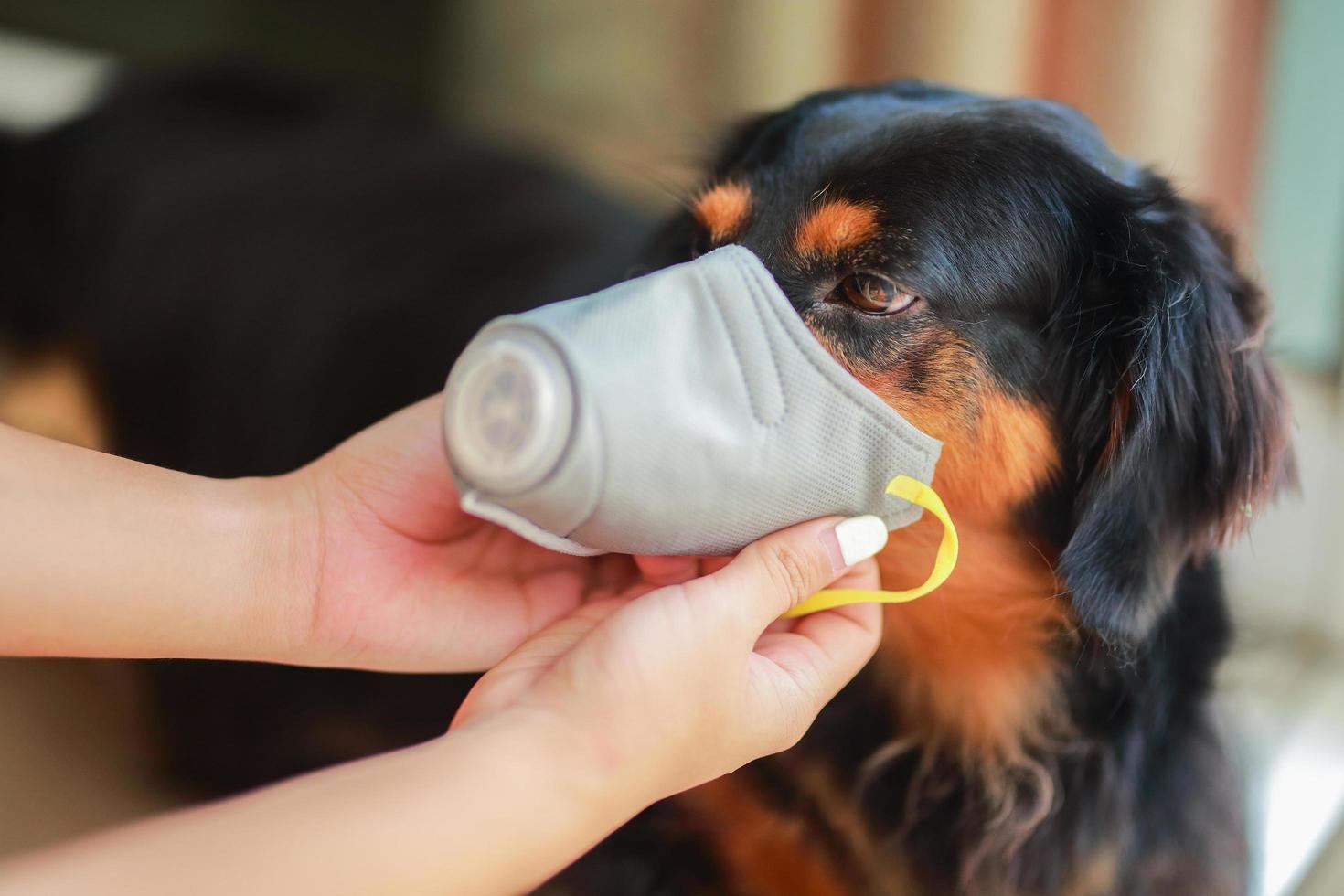 Dog wearing safety especially a mask to protect  dust Pm 2.5 and Corona virus, covid 19  on cute black dog. Concept covid-19 coronavirus pandemic and prevent pets you love. photo