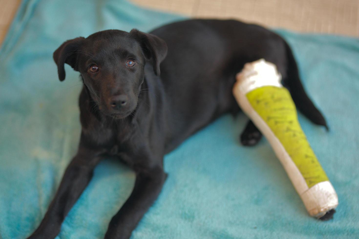 Puppy dog with injured broken bone received first aid treatment with a splintafter color green a visit to the veterinarian hospital. photo