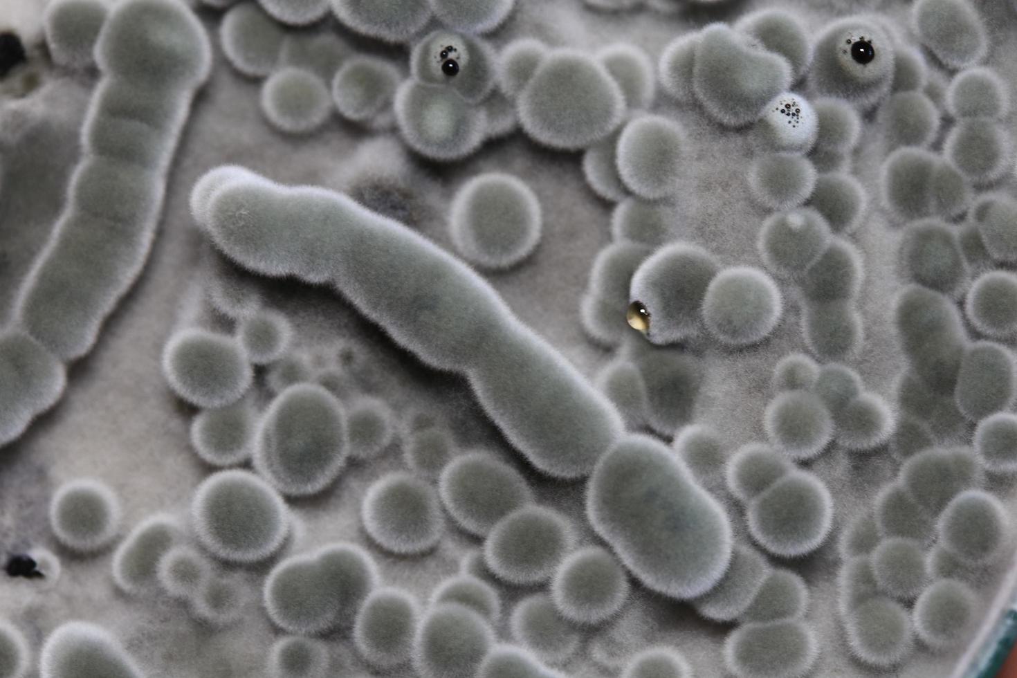 Biochemistry research test fungus growing petri dish. photo