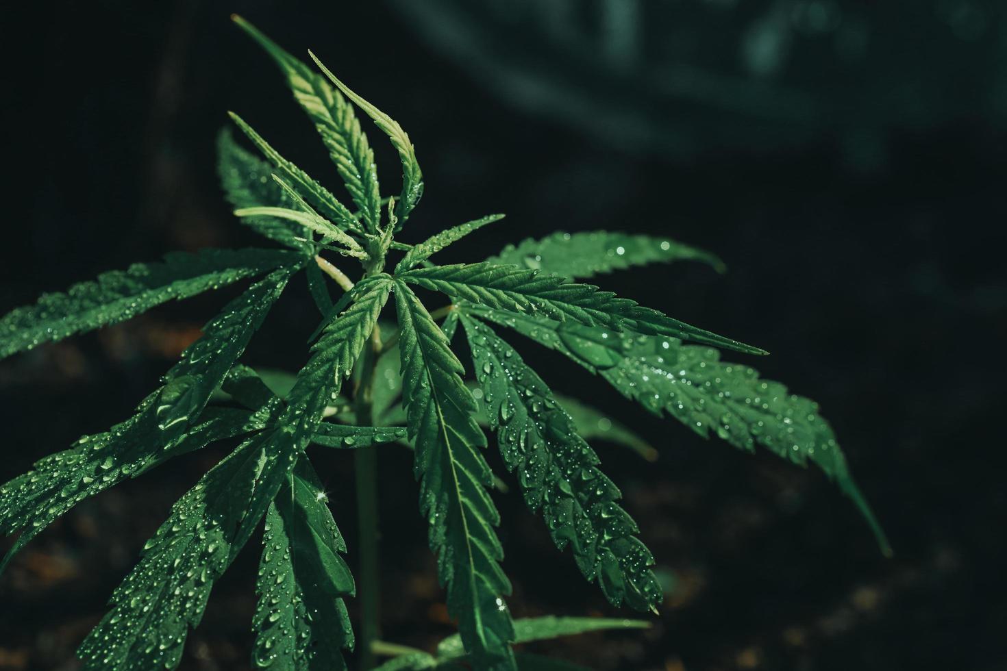 cannabis weed.It is used to treat depression and help to relax the mind. Concept of herbal alternative medicine, cbd oil, pharmaceptical industry cure various diseases. photo