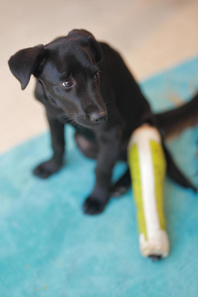 Puppy dog with injured broken bone received first aid treatment with a splintafter color green a visit to the veterinarian hospital. photo