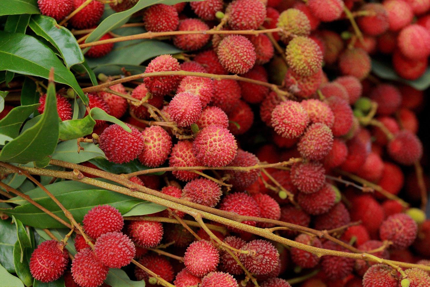 Lychees Fresh fruit a lot of them are sold for sale in the market. photo