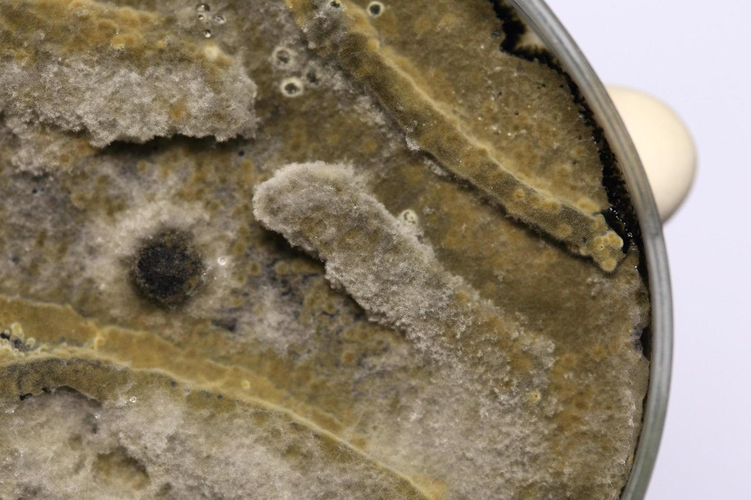 Biochemistry research test fungus growing petri dish. photo