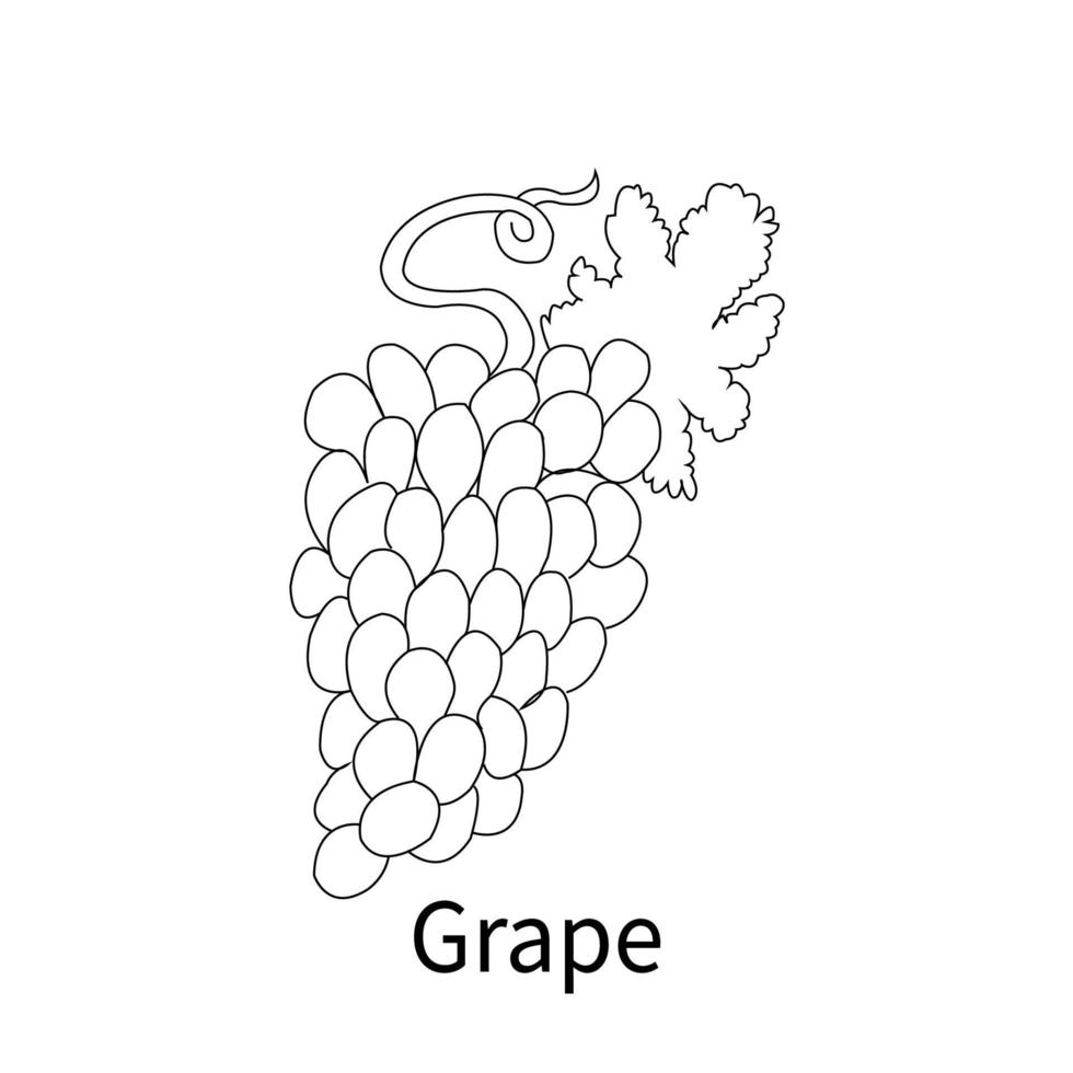 Easy Fruits Coloring Pages for kids and toddler grape vector