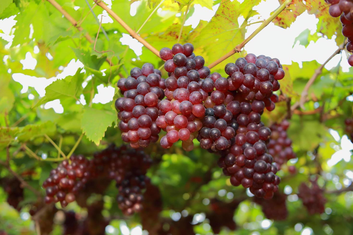 grapes in vineyard on a sunny day photo