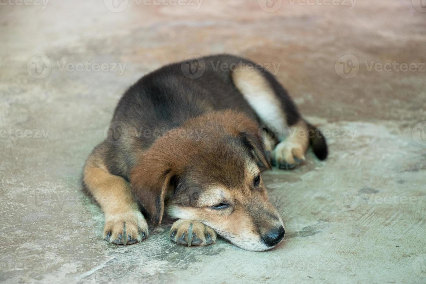 Brown white hybrid dog lying down on concrete floor photo