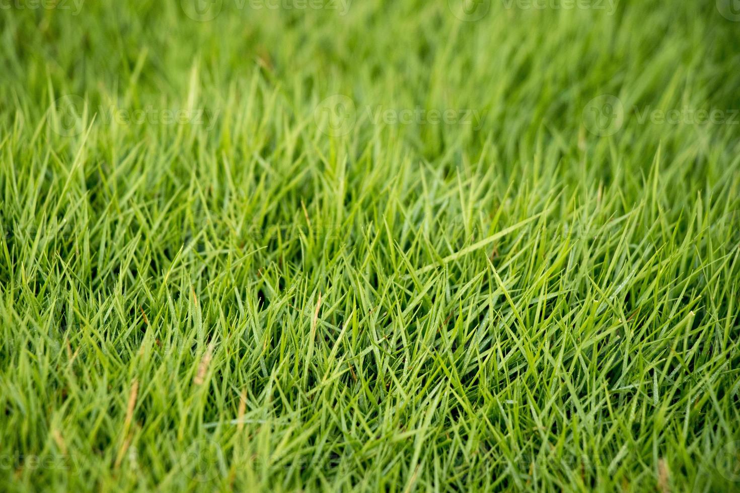 Closed up of green grass field background photo