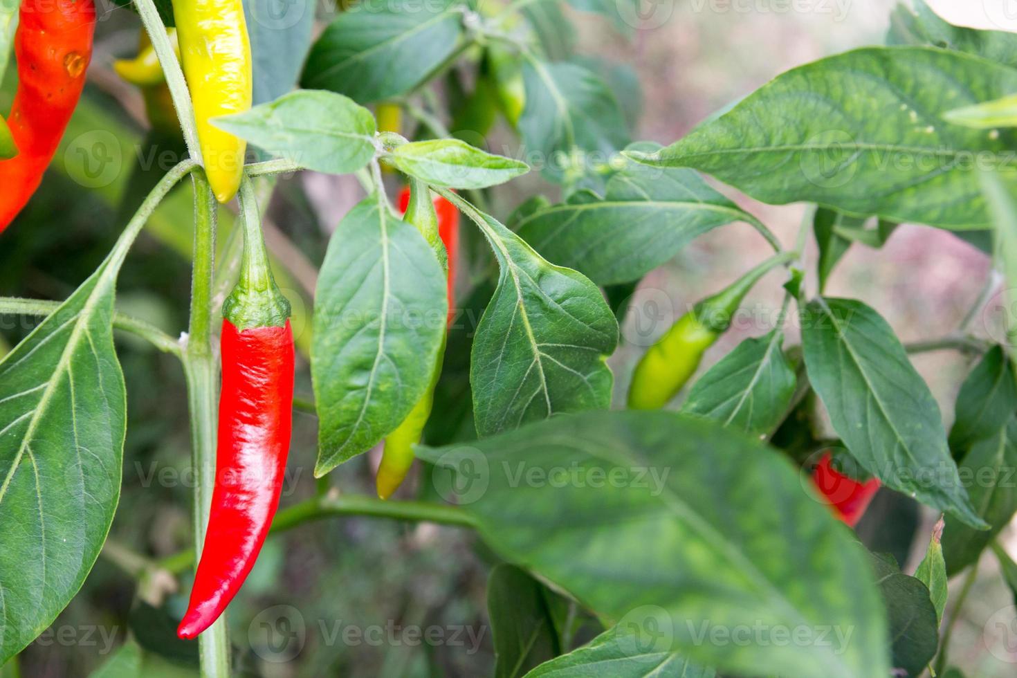 Red and green color chili photo