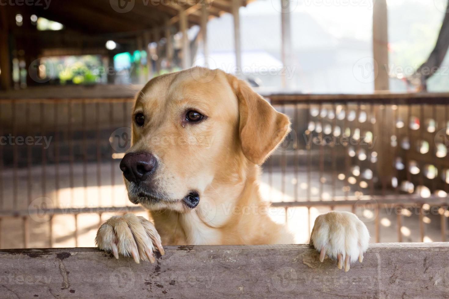 Brown dog stood and wait over the cage photo