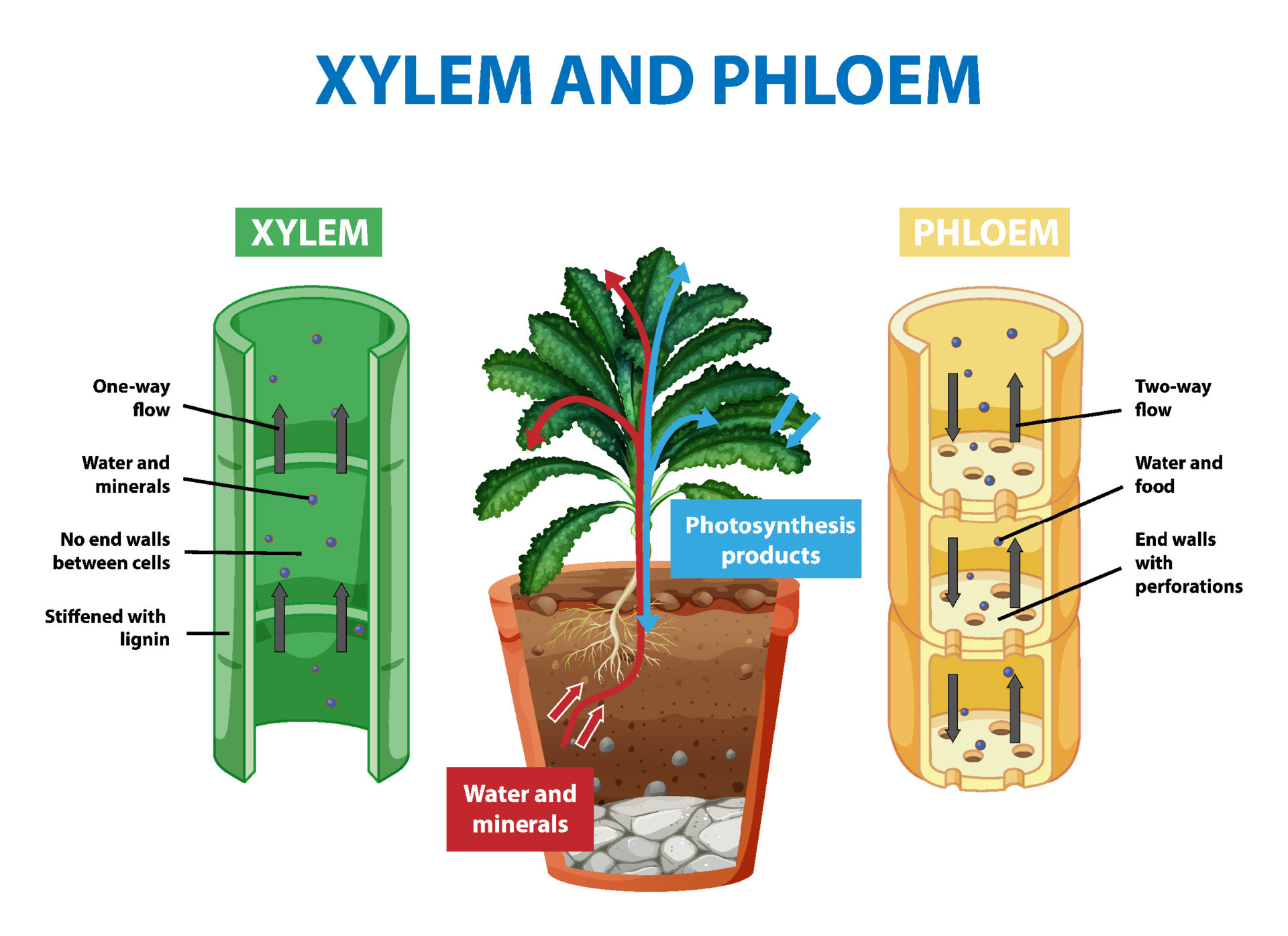 Diagram Showing Xylem And Phloem In Plant 9201993 Vector Art At Vecteezy diagram-showing-xylem-and-phloem-in-plant-9201993-vector-art-at-vecteezy