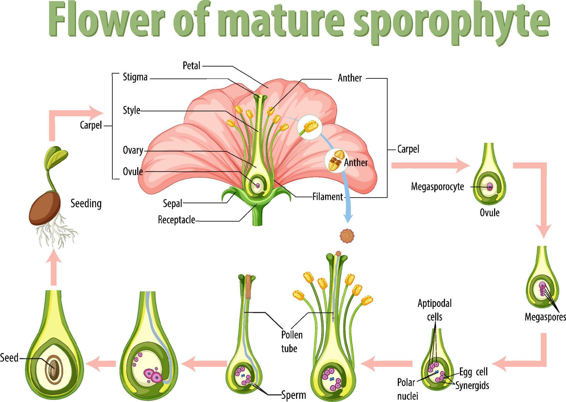 Diagram showing flower of mature sporophyte 9202017 Vector Art at Vecteezy